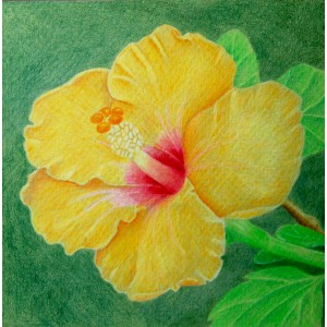Happy Hibiscus