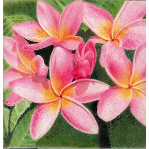 Thoughts of Plumeria